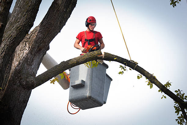 Professional  Tree Services in Pottsboro, TX